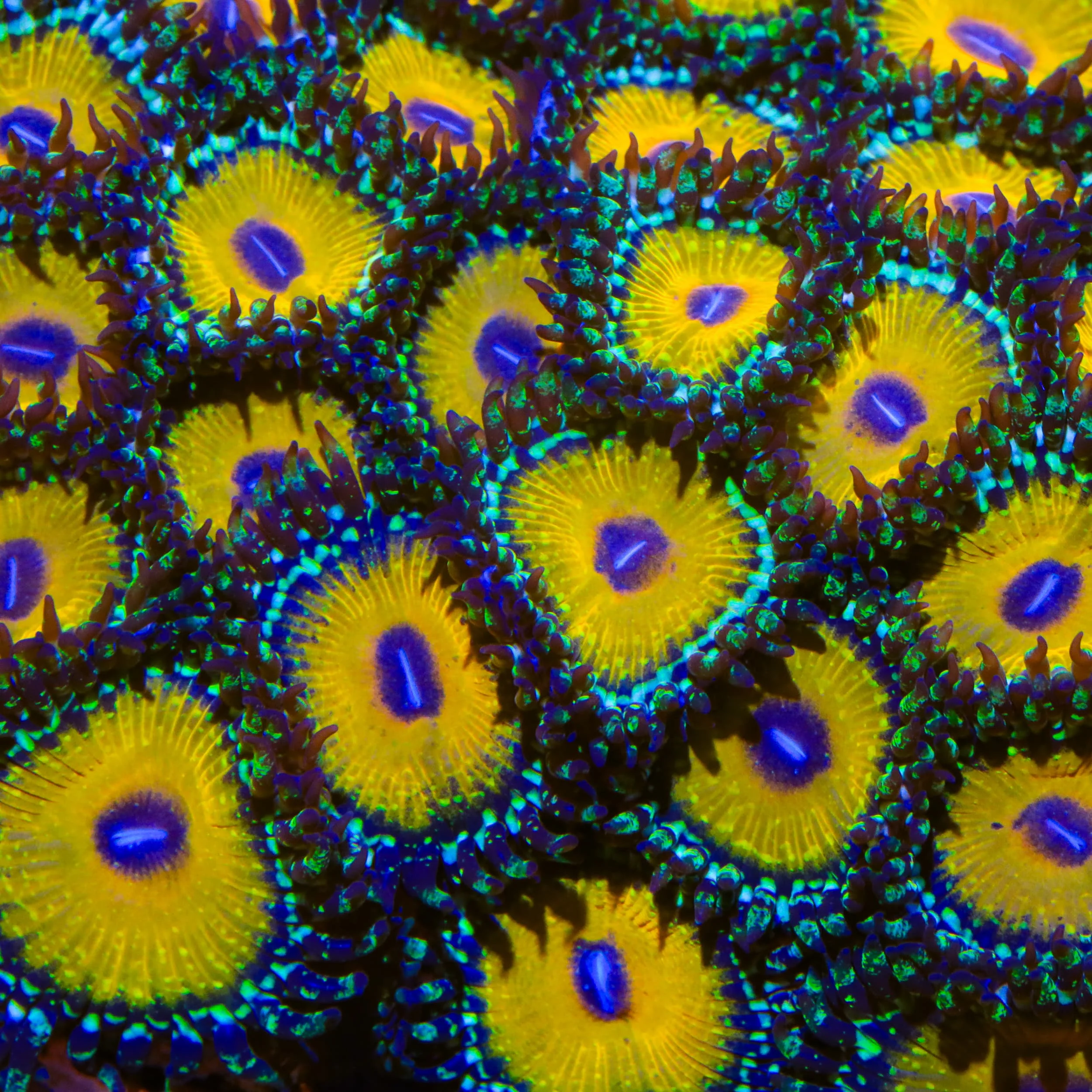 Coral Frags for Sale