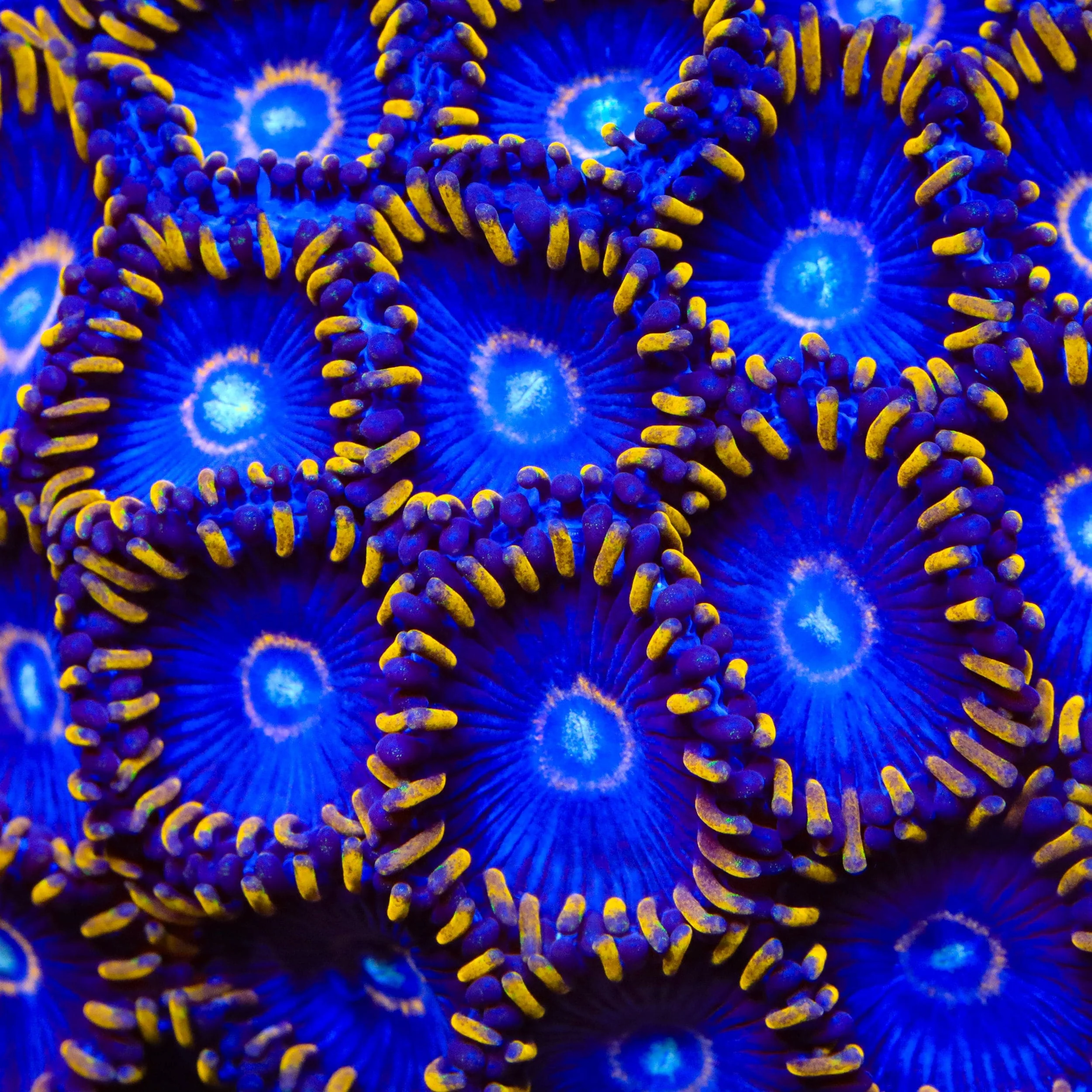 Top 10 Zoanthids