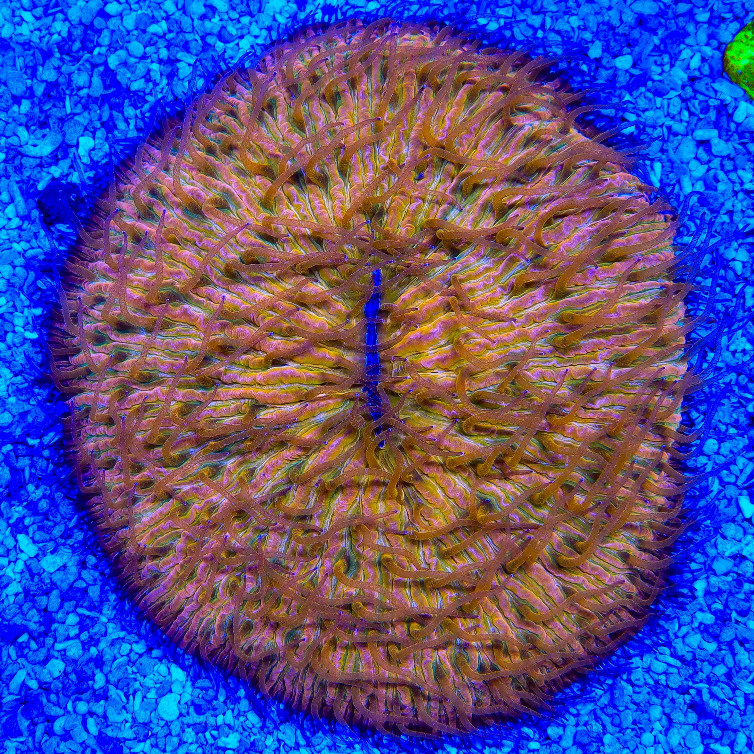 Live Corals for Sale